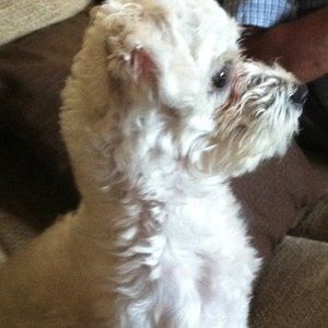 Meet your Posher, Lupe